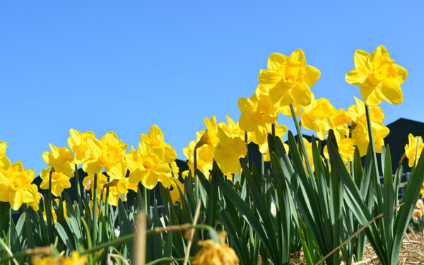 Daffodil, Priors